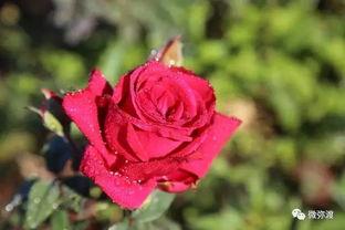 娱乐吃瓜酱带刺的玫瑰  第2张