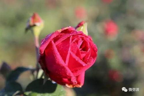 娱乐吃瓜酱带刺的玫瑰  第3张